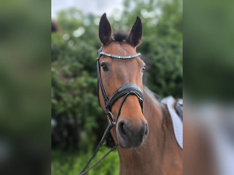 Bayerisches warmbloed Merrie 12 Jaar Bruin in Bernried
