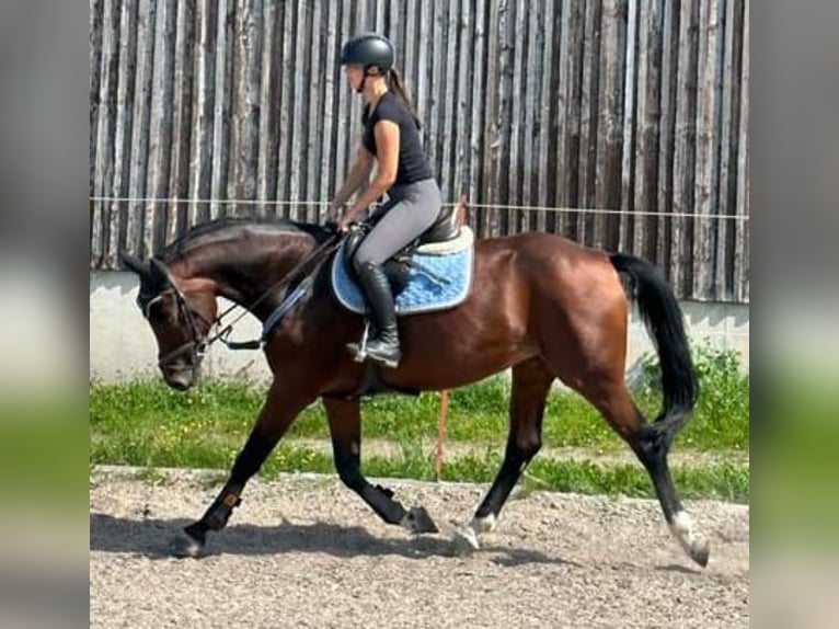 Bayerisches warmbloed Merrie 12 Jaar Bruin in Petersaurach