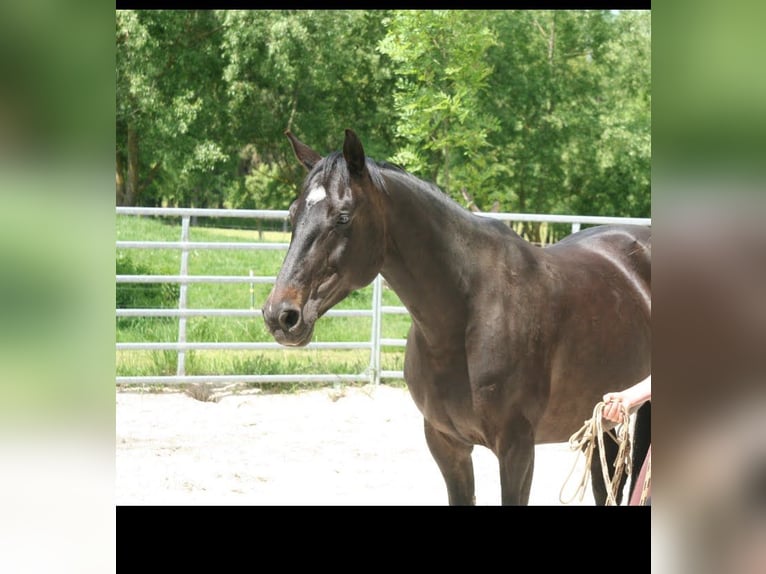 Bayerisches warmbloed Merrie 13 Jaar 158 cm Donkerbruin in Betzigau