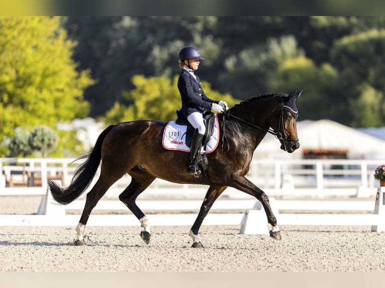 Bayerisches warmbloed Merrie 13 Jaar 164 cm Zwartbruin in Warngau