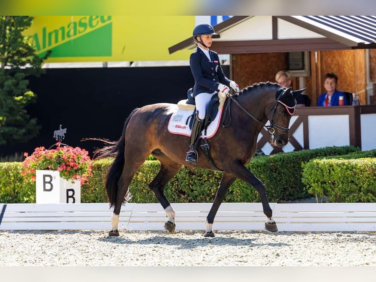 Bayerisches warmbloed Merrie 13 Jaar 164 cm Zwartbruin in Warngau