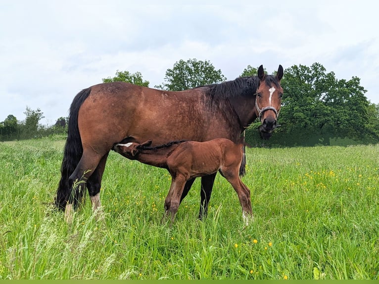 Bayerisches warmbloed Merrie 13 Jaar 165 cm Bruin in Illertissen