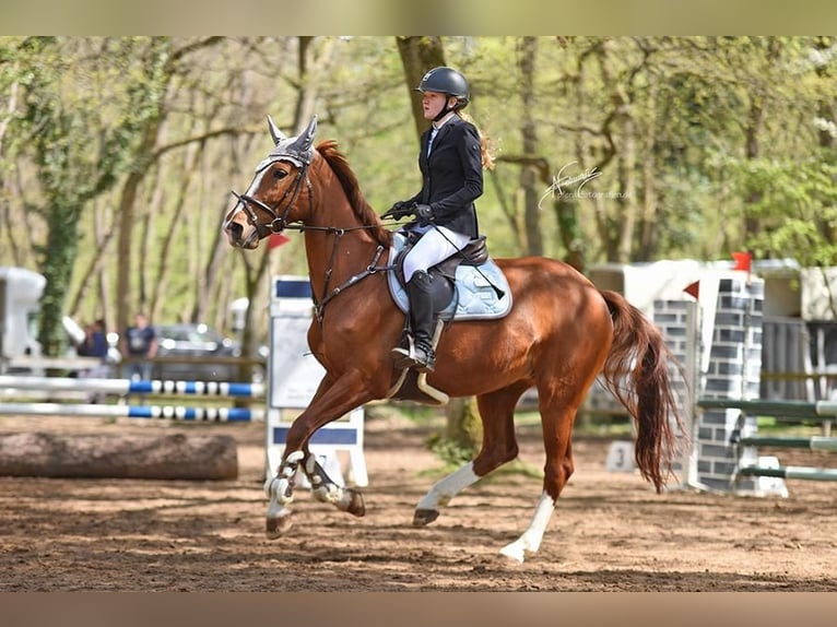 Bayerisches warmbloed Merrie 13 Jaar 165 cm Vos in Dreikirchen