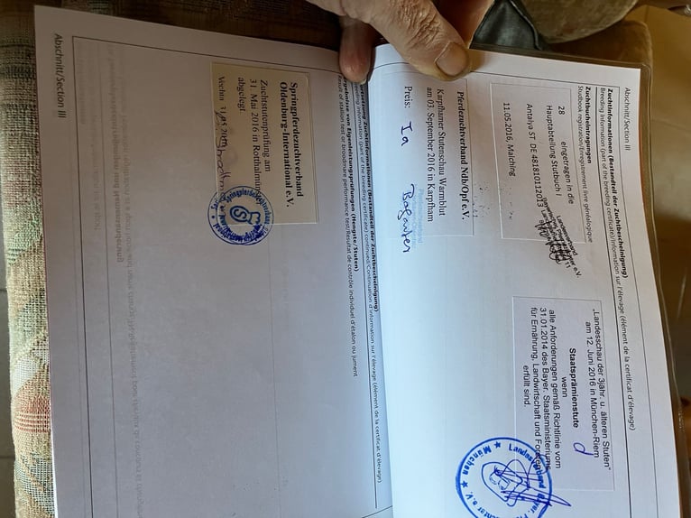 Bayerisches warmbloed Merrie 13 Jaar 166 cm Schimmel in Postmünster