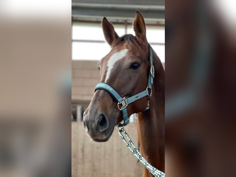 Bayerisches warmbloed Merrie 13 Jaar 167 cm Donkere-vos in Völklingen