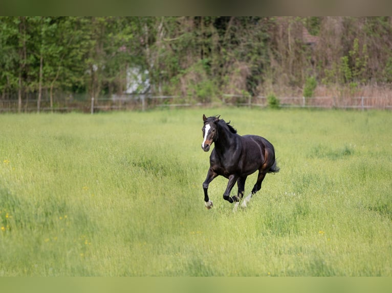 Bayerisches warmbloed Merrie 13 Jaar 168 cm Donkerbruin in Oberpöring