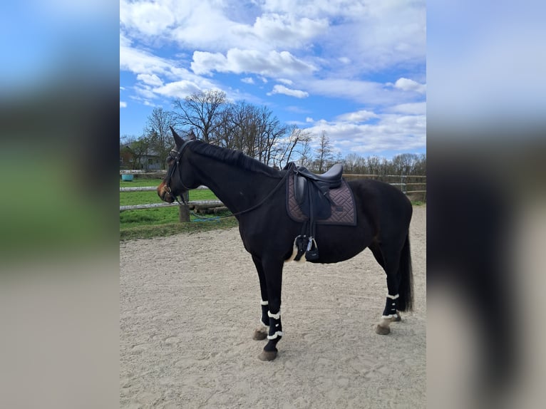 Bayerisches warmbloed Merrie 13 Jaar 168 cm Donkerbruin in Oberpöring