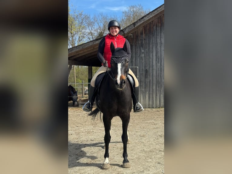 Bayerisches warmbloed Merrie 13 Jaar 168 cm Donkerbruin in Oberpöring
