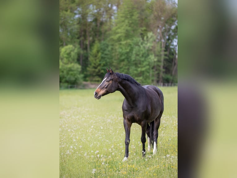 Bayerisches warmbloed Merrie 13 Jaar 168 cm Donkerbruin in Oberpöring