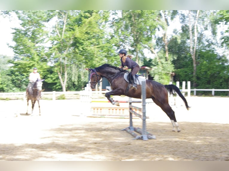 Bayerisches warmbloed Merrie 13 Jaar 169 cm Donkerbruin in Moosburg