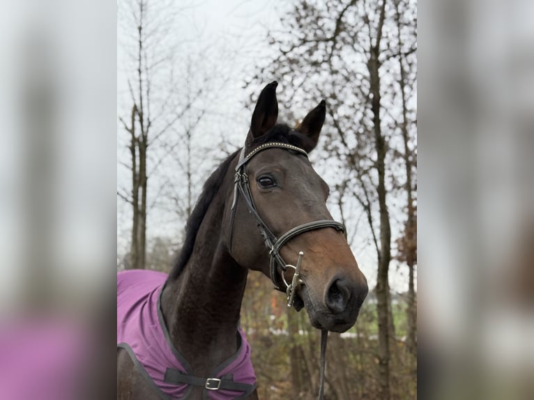 Bayerisches warmbloed Merrie 13 Jaar 169 cm Zwart in Amstetten