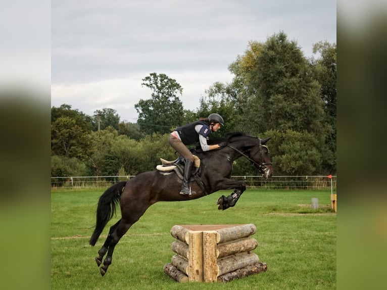 Bayerisches warmbloed Merrie 13 Jaar 170 cm Donkerbruin in Kulmbach