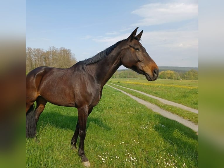 Bayerisches warmbloed Merrie 13 Jaar 170 cm Donkerbruin in Kulmbach