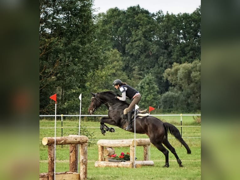 Bayerisches warmbloed Merrie 13 Jaar 170 cm Donkerbruin in Kulmbach