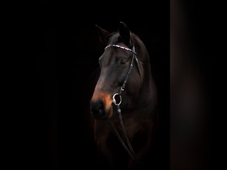 Bayerisches warmbloed Merrie 13 Jaar 170 cm Donkerbruin in Kulmbach