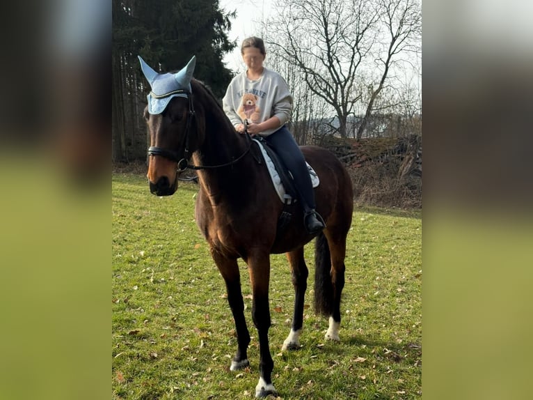 Bayerisches warmbloed Merrie 13 Jaar 172 cm Donkerbruin in Dietersburg