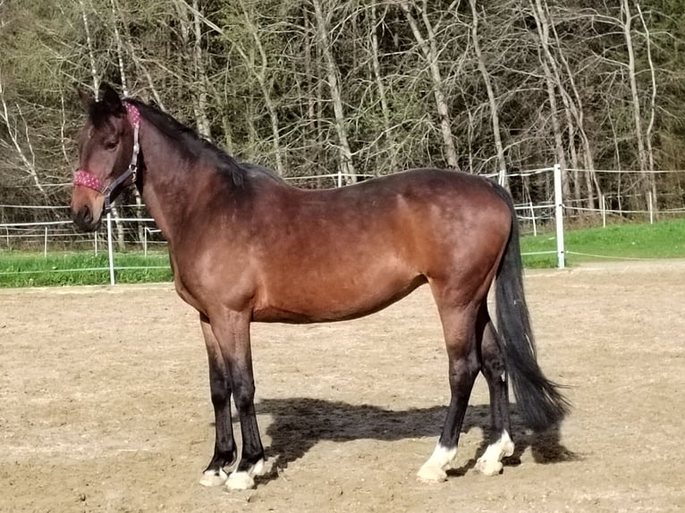 Bayerisches warmbloed Merrie 13 Jaar 172 cm Donkerbruin in Dietersburg