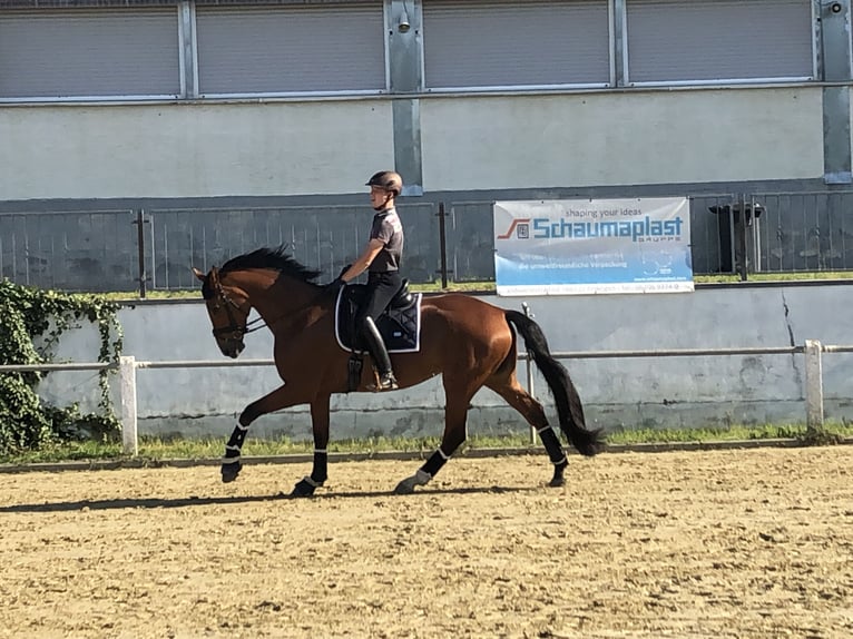 Bayerisches warmbloed Merrie 13 Jaar 174 cm Bruin in Schwetzingen