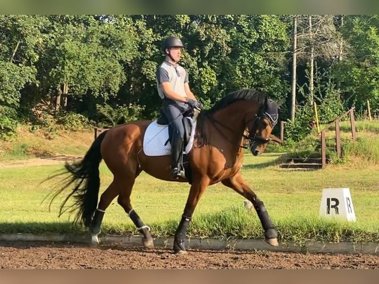 Bayerisches warmbloed Merrie 13 Jaar 174 cm Bruin in Schwetzingen