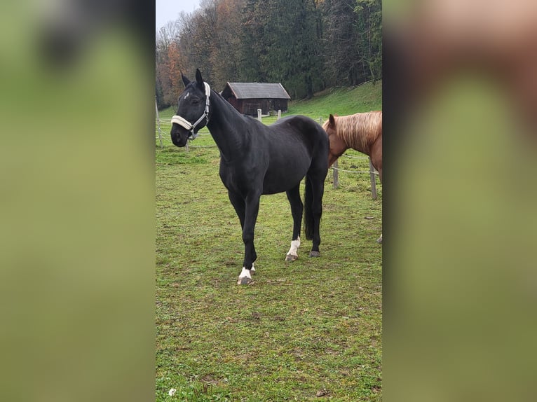 Bayerisches warmbloed Merrie 13 Jaar 175 cm Zwart in Golling an der Salzach
