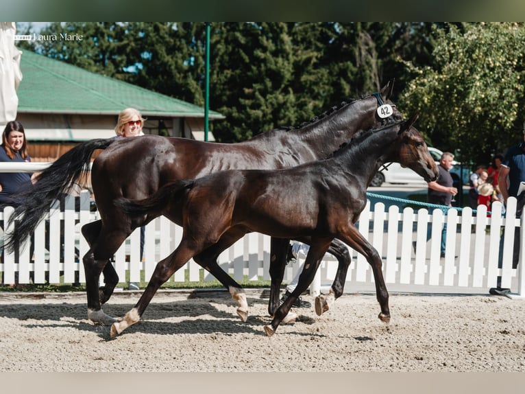Bayerisches warmbloed Merrie 13 Jaar 175 cm Zwart in Golling an der Salzach
