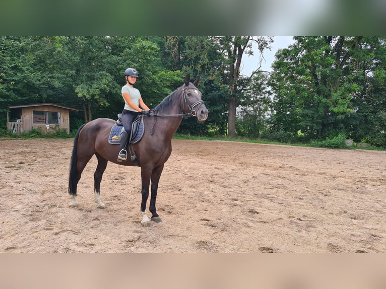 Bayerisches warmbloed Merrie 13 Jaar 178 cm Zwart in Neuburg an der Donau