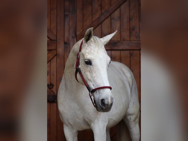 Bayerisches warmbloed Merrie 14 Jaar 160 cm Appelschimmel in Weiden