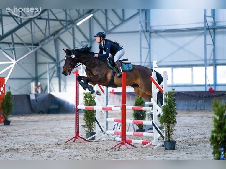 Bayerisches warmbloed Merrie 14 Jaar 164 cm Bruin in Warszawa
