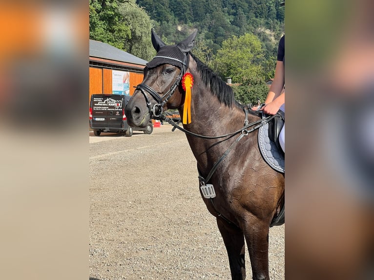 Bayerisches warmbloed Merrie 14 Jaar 164 cm Zwartbruin in Altfraunhofen