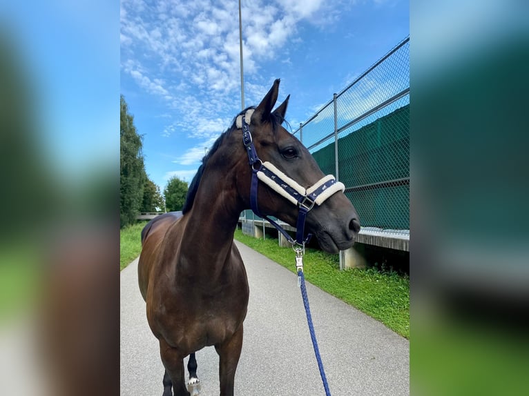 Bayerisches warmbloed Merrie 14 Jaar 164 cm Zwartbruin in Altfraunhofen