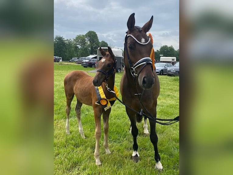 Bayerisches warmbloed Merrie 14 Jaar 165 cm Donkerbruin in Drackenstein