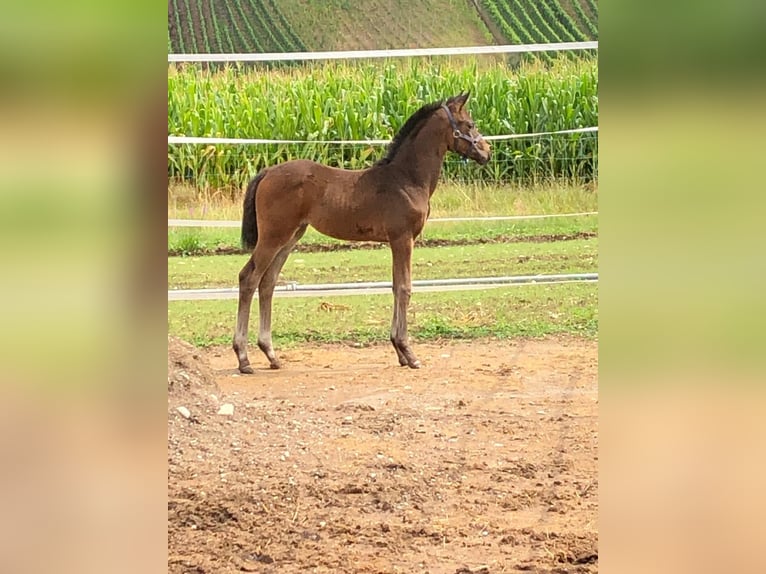 Bayerisches warmbloed Merrie 14 Jaar 165 cm Donkerbruin in Waldkirch