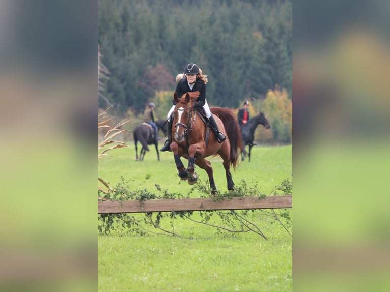 Bayerisches warmbloed Merrie 14 Jaar 165 cm Vos in Laupheim