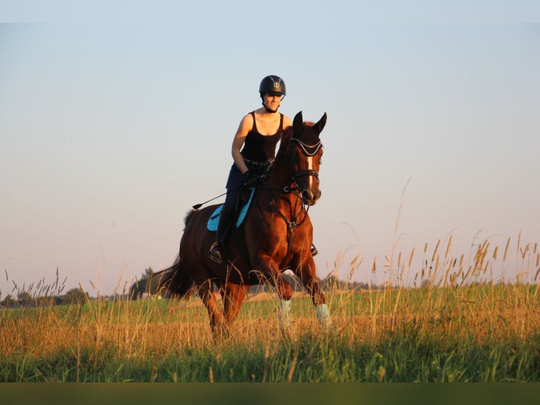 Bayerisches warmbloed Merrie 14 Jaar 165 cm Vos in Laupheim