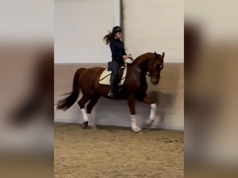 Bayerisches warmbloed Merrie 14 Jaar 166 cm in Viernheim