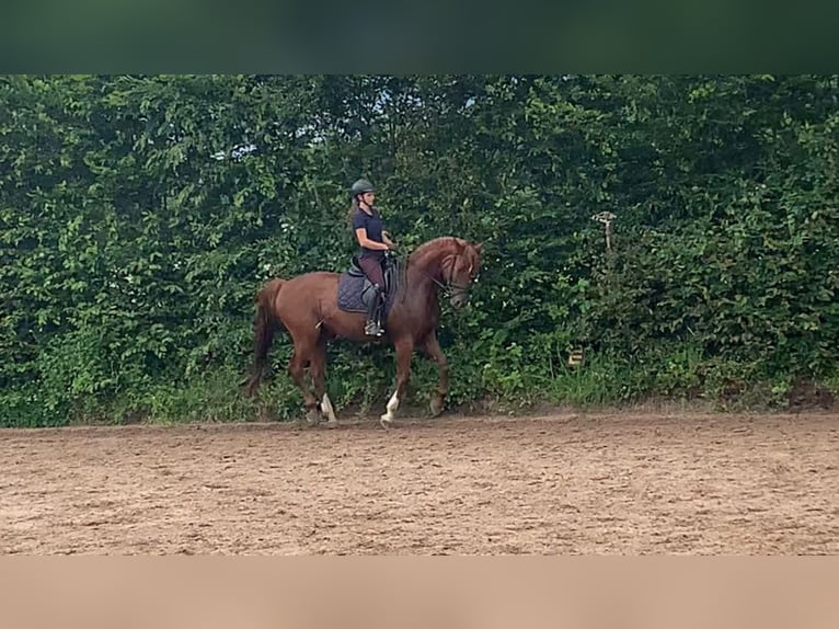 Bayerisches warmbloed Merrie 14 Jaar 166 cm in Viernheim