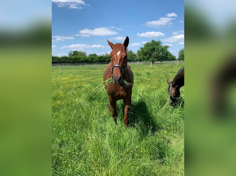 Bayerisches warmbloed Merrie 14 Jaar 166 cm in Viernheim