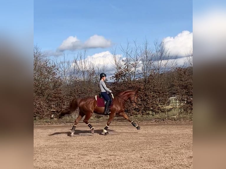 Bayerisches warmbloed Merrie 14 Jaar 166 cm in Viernheim