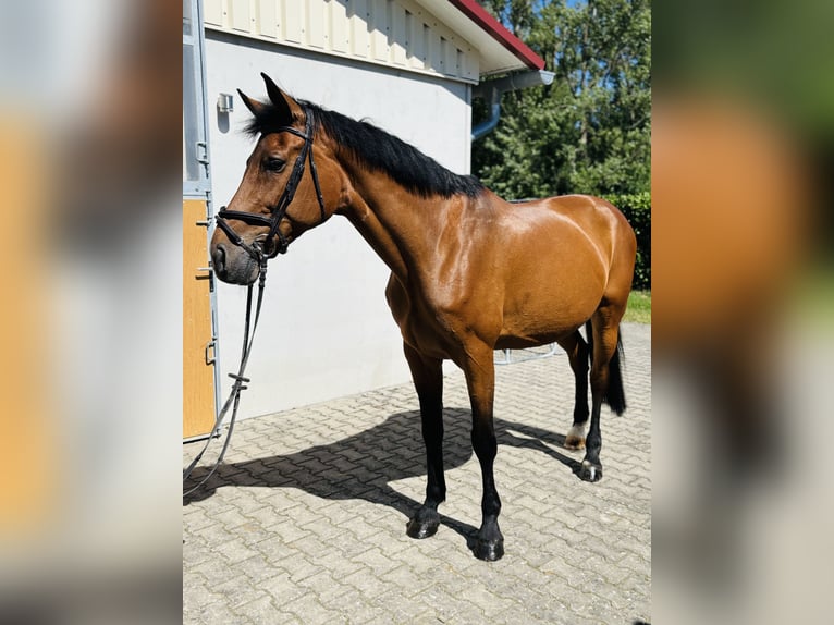 Bayerisches warmbloed Merrie 14 Jaar 168 cm Bruin in Memmingen