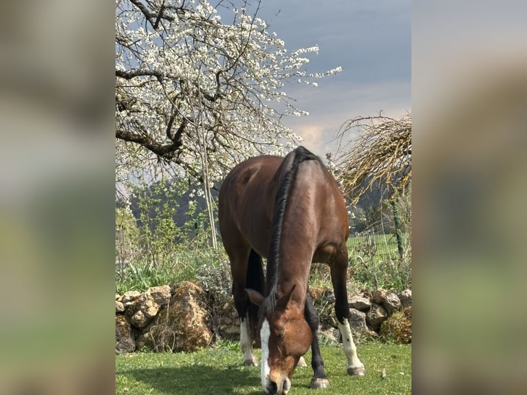 Bayerisches warmbloed Merrie 14 Jaar 168 cm Bruin in Kastl