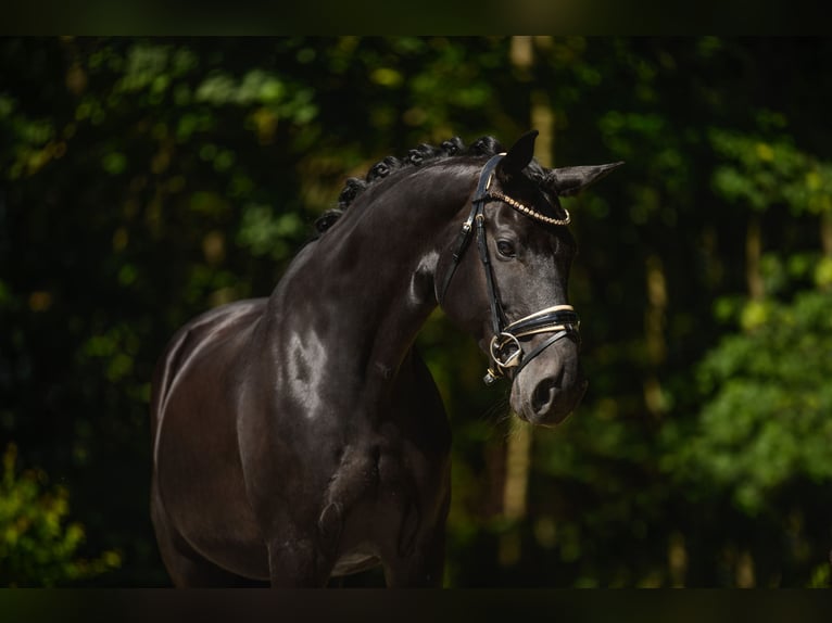 Bayerisches warmbloed Merrie 14 Jaar 168 cm Zwart in Wehringen