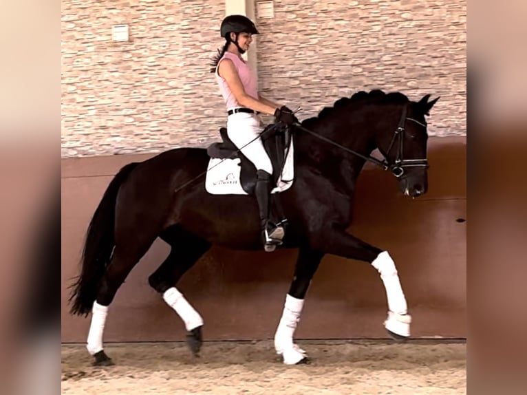 Bayerisches warmbloed Merrie 14 Jaar 168 cm Zwart in Wehringen