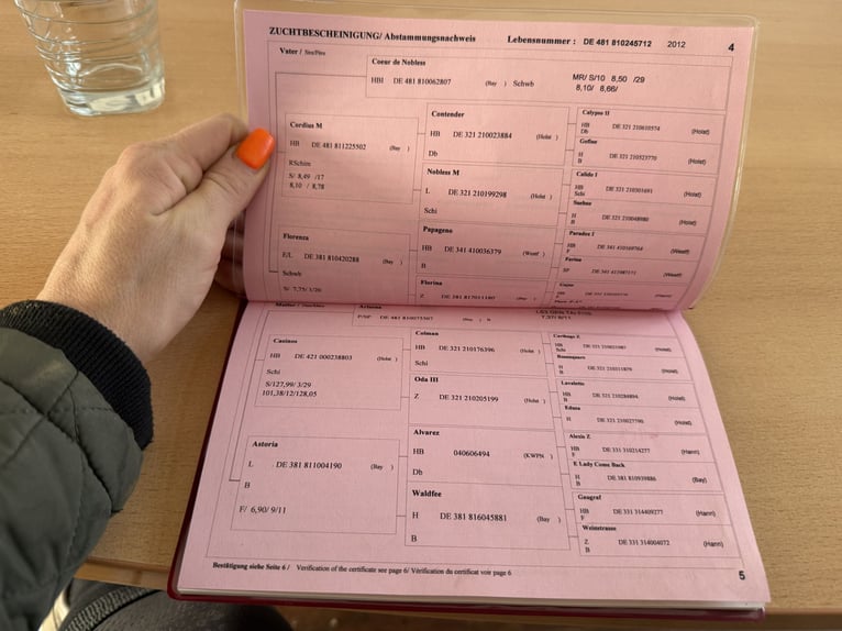 Bayerisches warmbloed Merrie 14 Jaar 169 cm Zwart in Amstetten