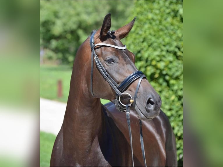 Bayerisches warmbloed Merrie 14 Jaar 170 cm Bruin in Rheinberg