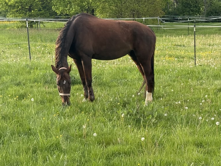 Bayerisches warmbloed Merrie 14 Jaar 171 cm Donkere-vos in Alfeld (Bayern)