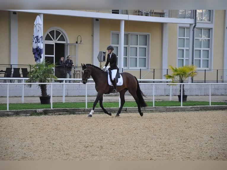 Bayerisches warmbloed Merrie 14 Jaar 175 cm Bruin in Frankenburg
