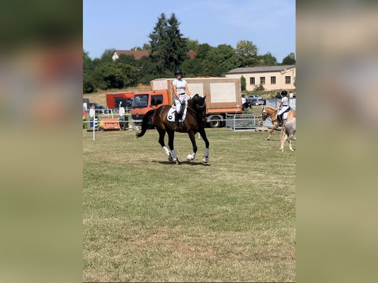 Bayerisches warmbloed Merrie 14 Jaar 178 cm Donkerbruin in Uehlfeld