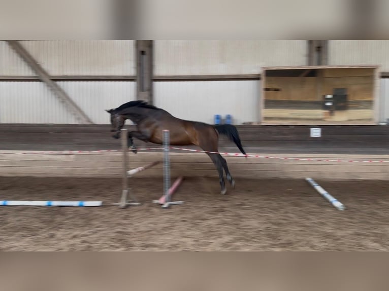 Bayerisches warmbloed Merrie 14 Jaar 178 cm Donkerbruin in Uehlfeld