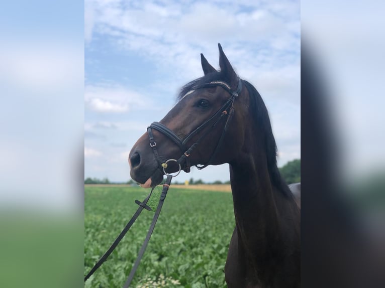 Bayerisches warmbloed Merrie 14 Jaar 178 cm Donkerbruin in Elchingen