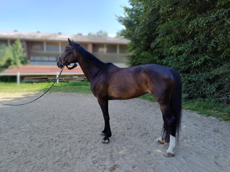 Bayerisches warmbloed Merrie 14 Jaar 178 cm Donkerbruin in Elchingen